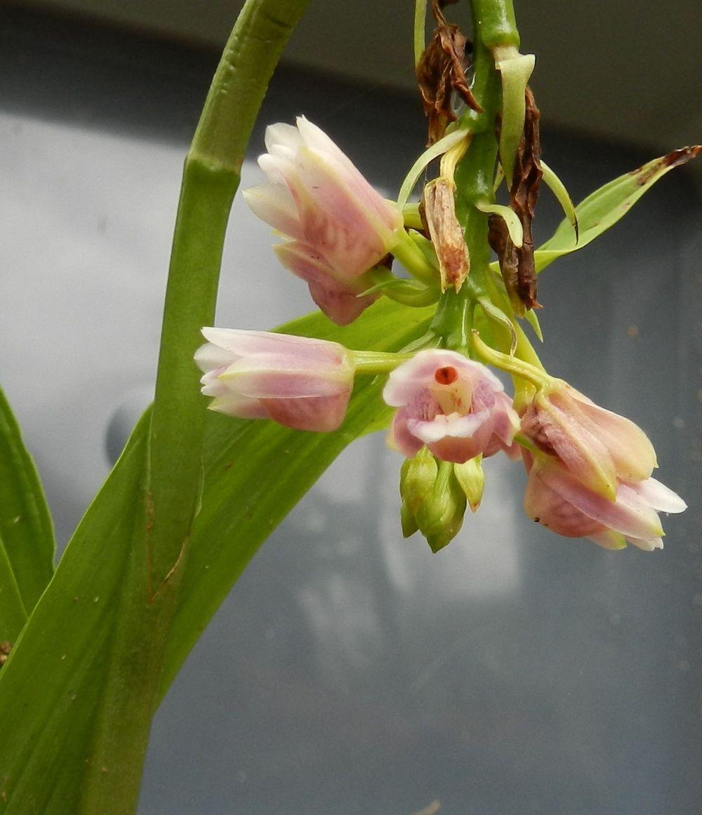 Photo of Nodding Swamp Orchid (Geodorum densiflorum) uploaded by Gleni
