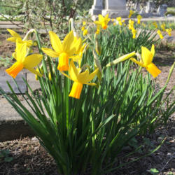 Location: Hamilton Square Perennial Garden, Historic City Cemetery, Sacramento CA.
Date: 2016-02-06
Zone 9b. In the back Cyclamineus Daffodil (Narcissus 'Rapture')