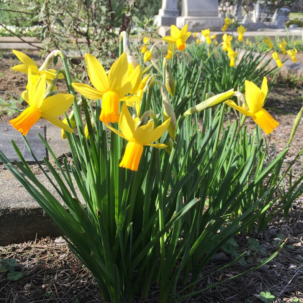 Photo of Cyclamineus Daffodil (Narcissus 'Jetfire') uploaded by HamiltonSquare