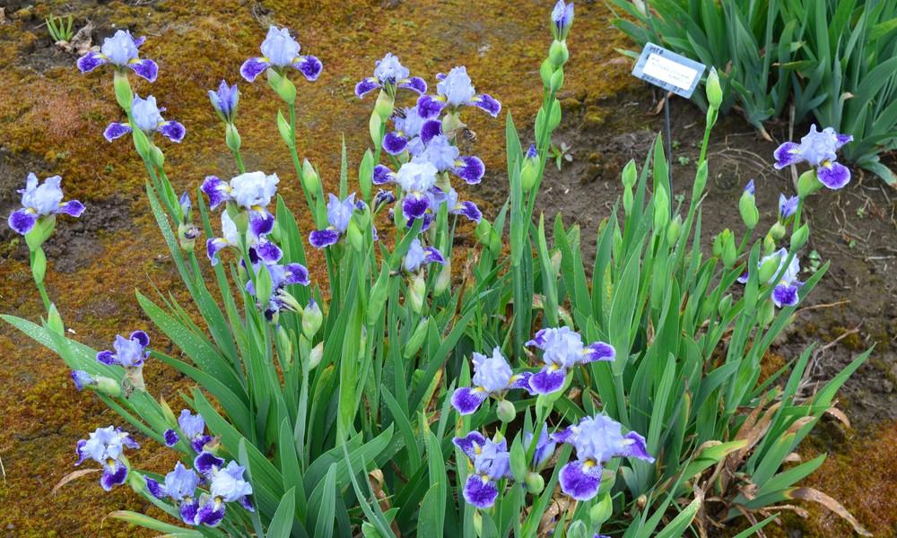 Photo of Miniature Tall Bearded Iris (Iris 'Ah Yes') uploaded by KentPfeiffer