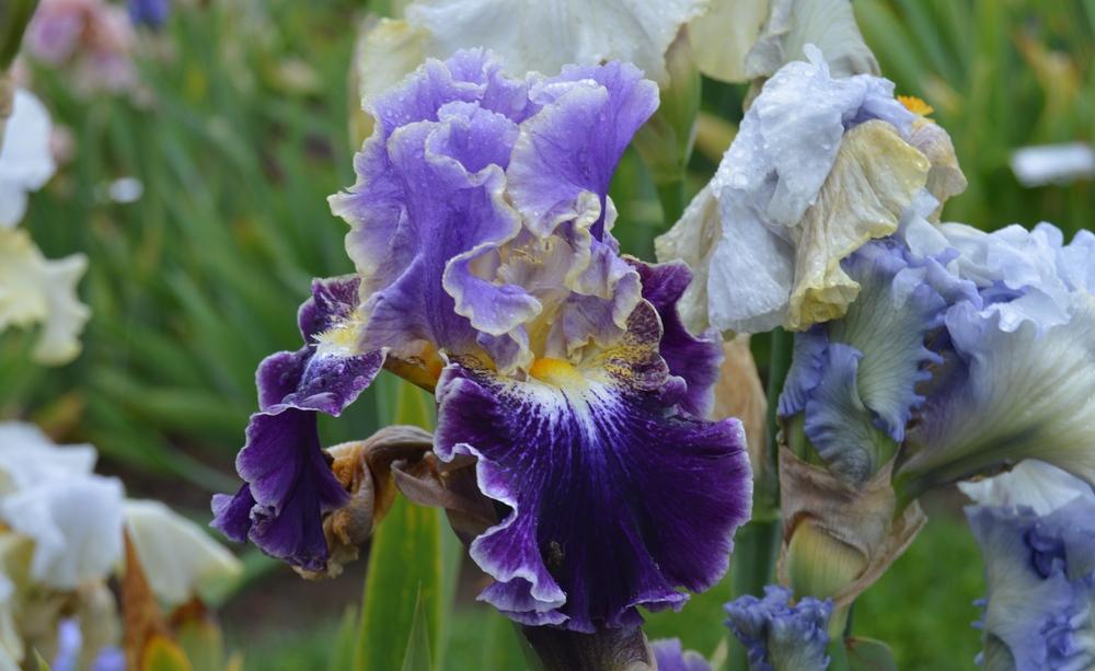 Photo of Tall Bearded Iris (Iris 'Belle Fille') uploaded by KentPfeiffer