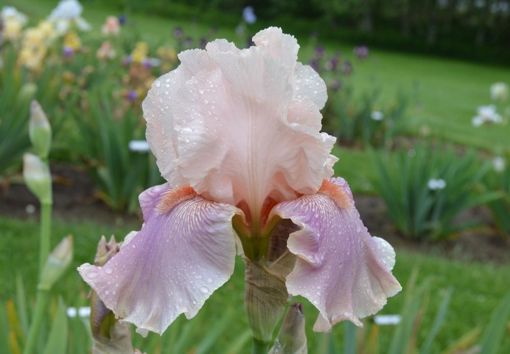 Photo of Tall Bearded Iris (Iris 'Bring It') uploaded by KentPfeiffer