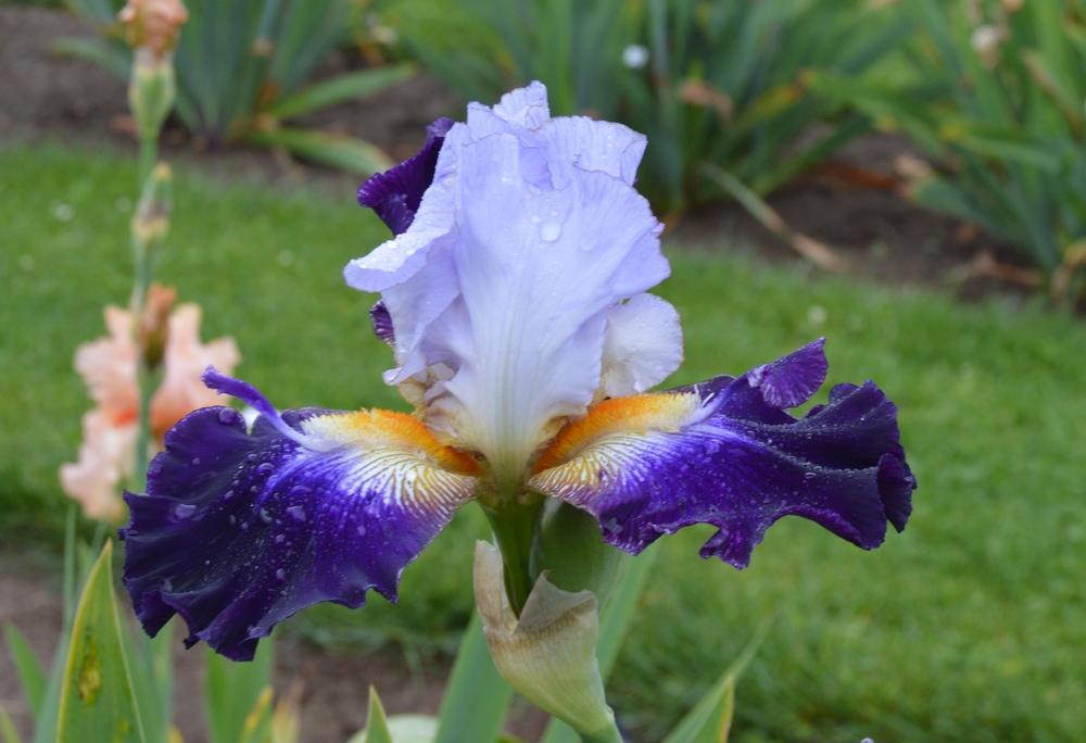 Photo of Tall Bearded Iris (Iris 'Bob's Pride') uploaded by KentPfeiffer