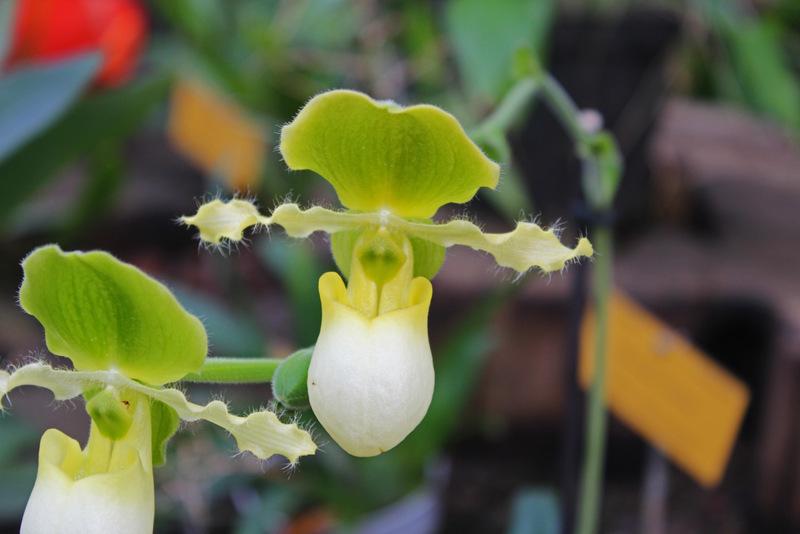 Photo of Slipper Orchid (Paphiopedilum Pinocchio) uploaded by RuuddeBlock