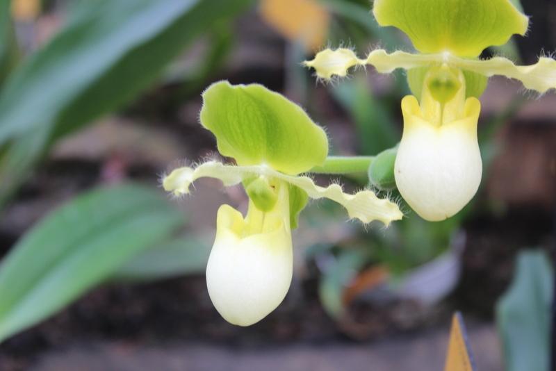 Photo of Slipper Orchid (Paphiopedilum Pinocchio) uploaded by RuuddeBlock