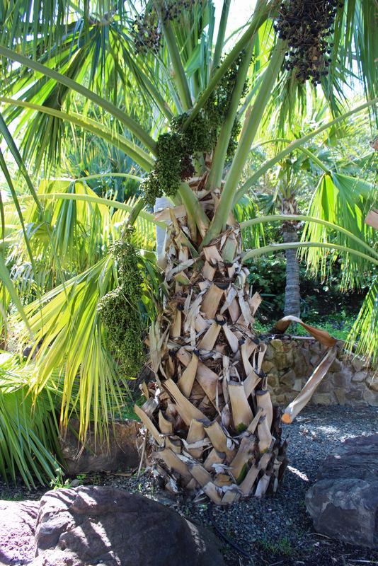 Photo of Hispaniola Palmetto (Sabal domingensis) uploaded by RuuddeBlock