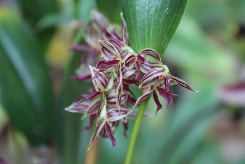 Photo of Orchid (Pleurothallis secunda) uploaded by RuuddeBlock