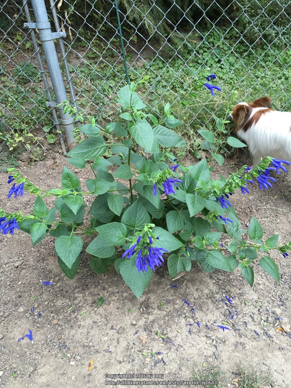 Photo of Blue Anise Sage (Salvia coerulea) uploaded by jg0613
