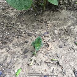 Location: NW MO - zone 6a
Date: 2015-09-29
New growth via spreading by runners