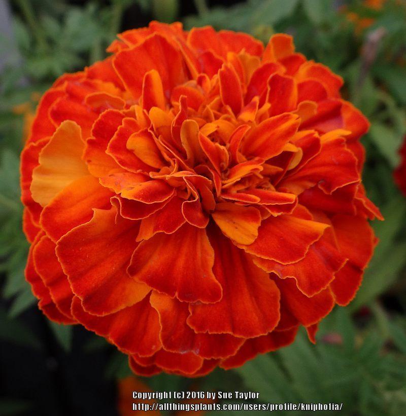 Photo of Afro-French Marigold (Tagetes Zenith™ Red) uploaded by kniphofia