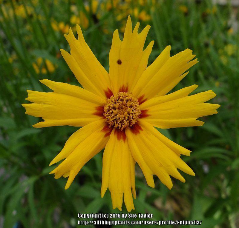 Photo of Coreopsis grandiflora Sunny Day uploaded by kniphofia