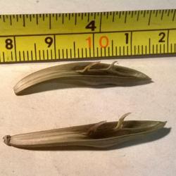 Location: Woodbridge, Va
Date: Feb. 06 2016
empty seed pod , ejected seeds a couple days after turning brown