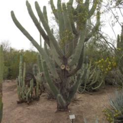 Location: Desert Botanical Garden, Phoenix, AZ.
Date: 2012-03-25
This plant changes appearance quite dramatically with maturity. G