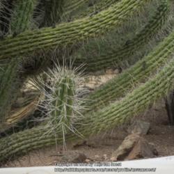 Location: Desert Botanical Garden, Phoenix, AZ.
Date: 2012-03-25
This young branch illustrates its 'juvenile' appearance contraste