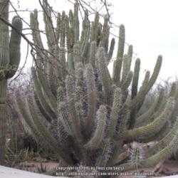Location: Desert Botanical Garden, Phoenix, AZ.
Date: 2012-03-25
This plant will with time get quite big and spread out from a cen
