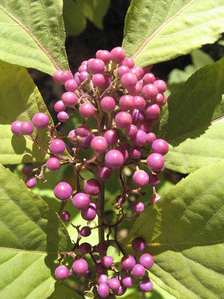 Photo of Japanese Beautyberry (Callicarpa japonica) uploaded by robertduval14