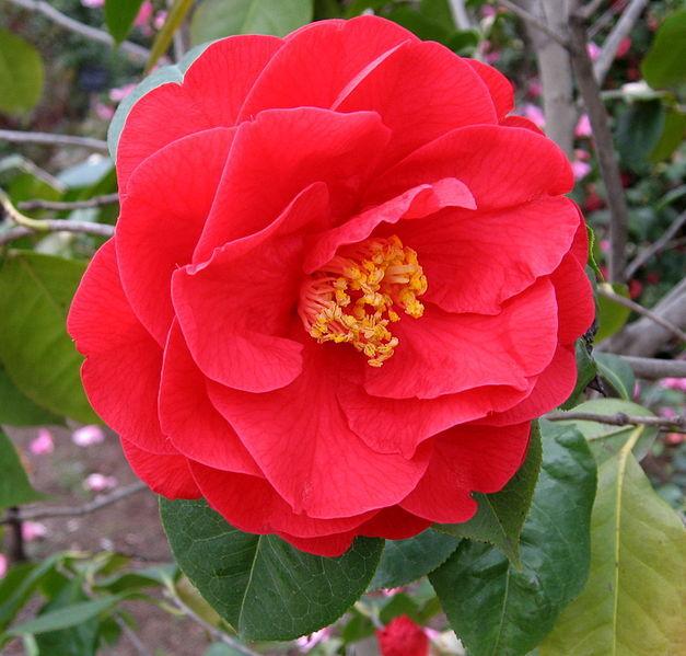 Photo of Hybrid Camellia (Camellia 'Dr. Clifford Parks') uploaded by robertduval14