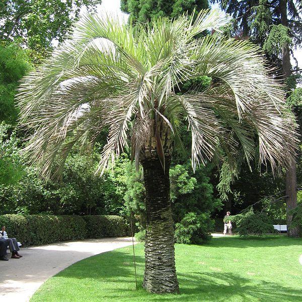 Photo of Pindo Palm (Butia capitata) uploaded by robertduval14