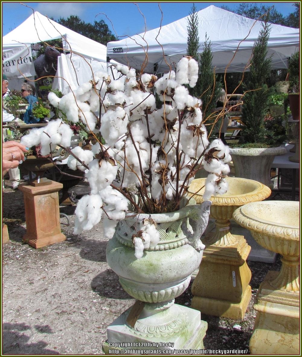 Photo of Upland Cotton (Gossypium hirsutum) uploaded by beckygardener