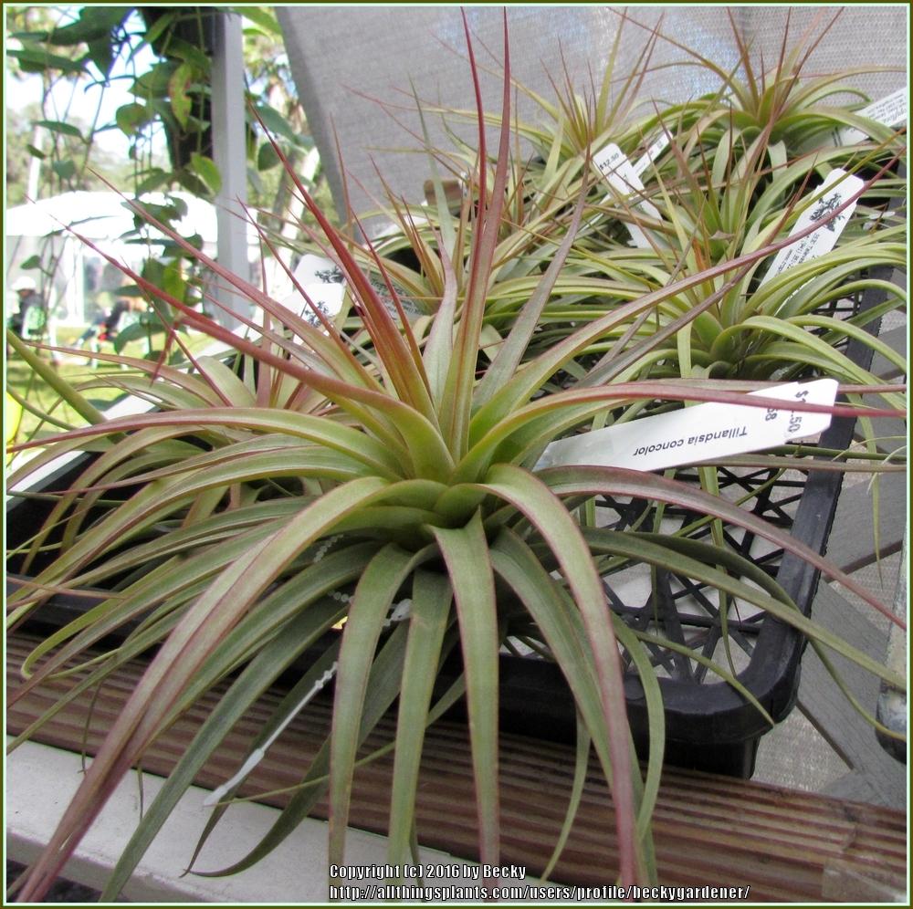 Photo of Air Plant (Tillandsia concolor) uploaded by beckygardener