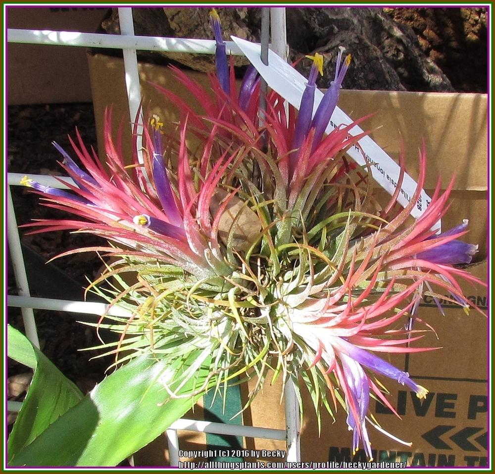 Photo of Air Plant (Tillandsia ionantha) uploaded by beckygardener
