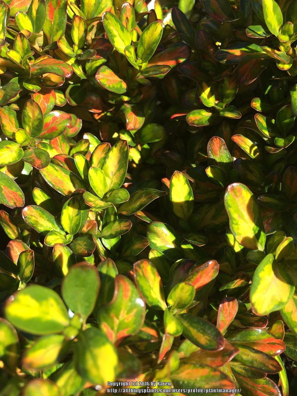 Photo of Mirror Bush (Coprosma repens 'Lemon and Lime') uploaded by plantmanager