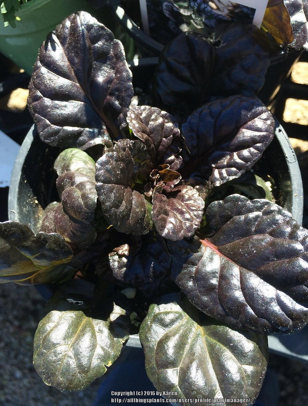 Photo of Bugleweed (Ajuga reptans Black Scallop™) uploaded by plantmanager
