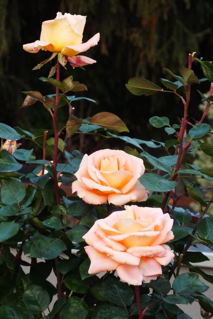 Photo of Rose (Rosa 'King's Macc') uploaded by sunnyvalley