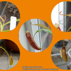 Location: Indoors - San Joaquin County, CA
Date: Feb 2016 - Winter
Various stages of leaf formation with my Nepenthes