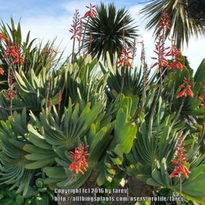 Aloe plicatilis in bloom
