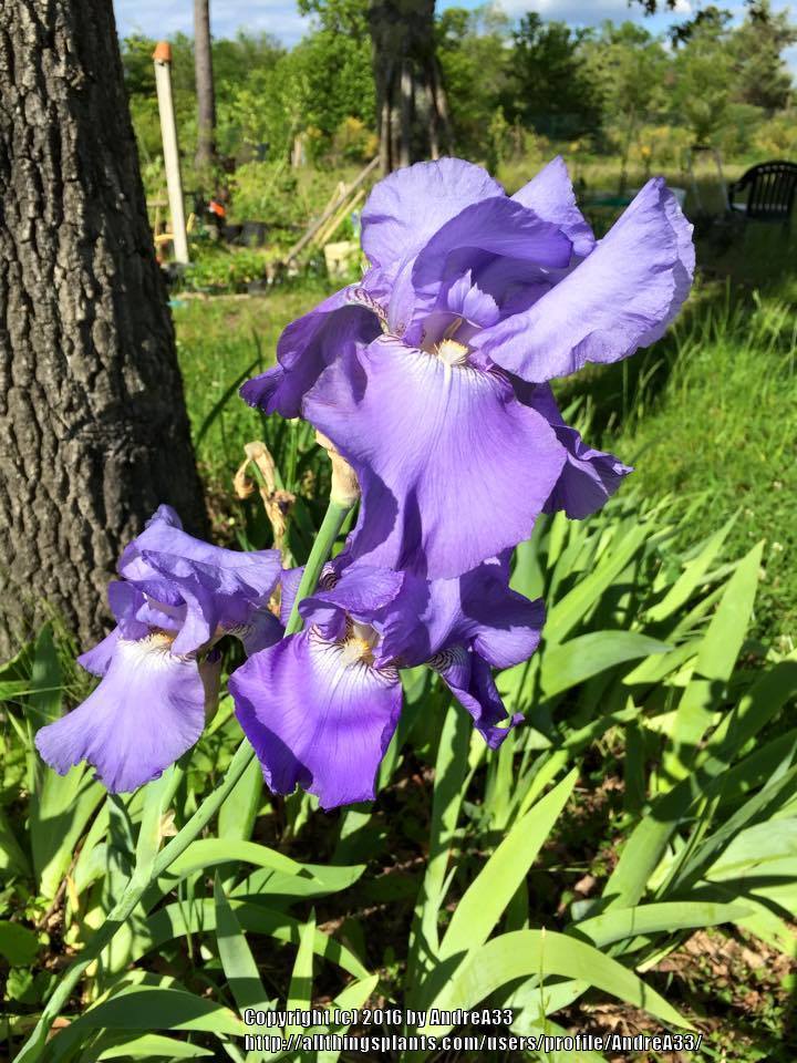 Photo of Tall Bearded Iris (Iris 'Pierre Menard') uploaded by AndreA33