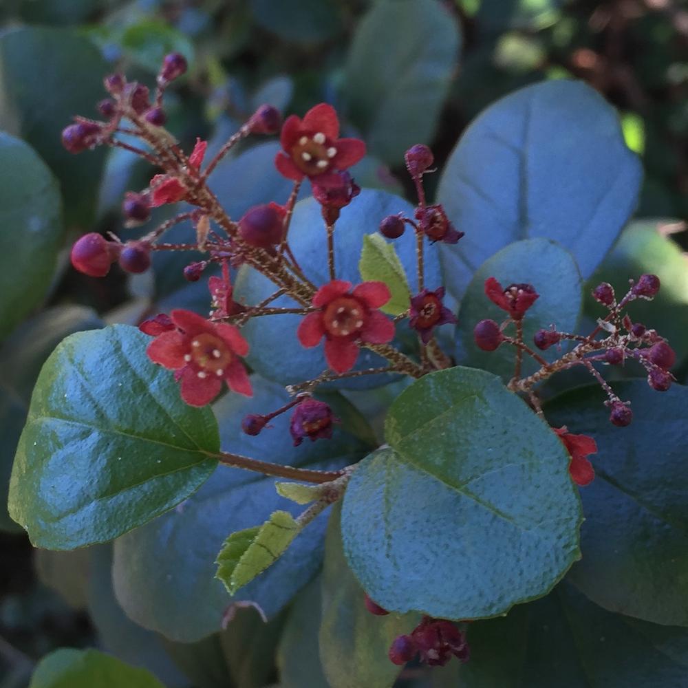 Photo of Santa Catalina Island Gooseberry (Ribes viburnifolium) uploaded by HamiltonSquare