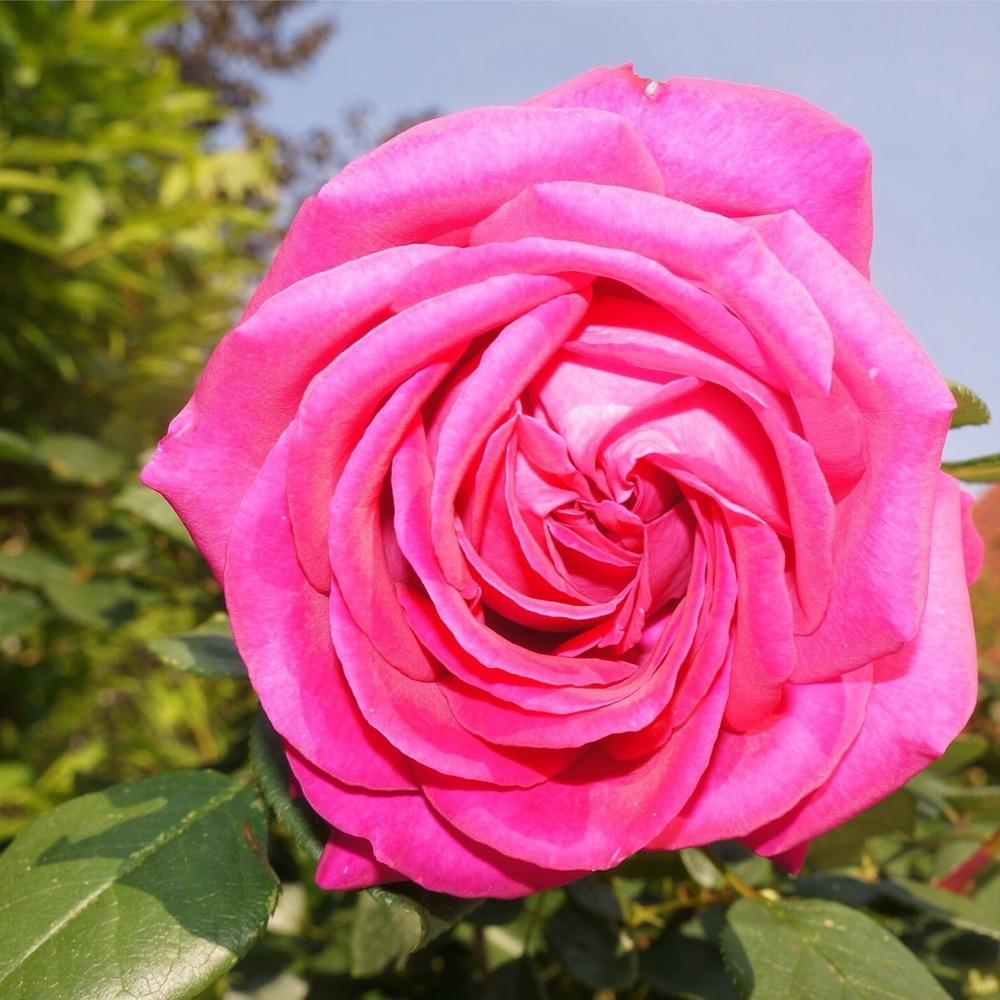 Photo of Roses (Rosa) uploaded by Insagi