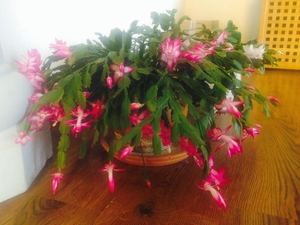 Photo of Christmas Cactus (Schlumbergera truncata) uploaded by Insagi
