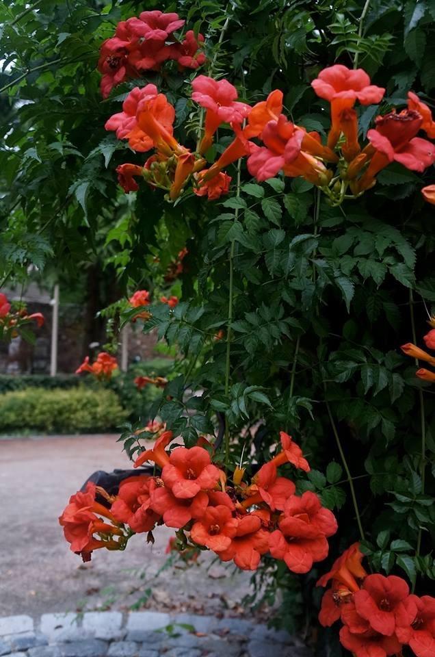 Photo of Trumpet Vine (Campsis radicans) uploaded by Insagi
