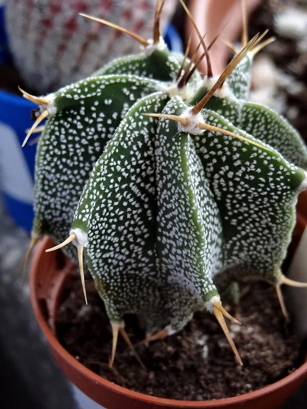 Photo of Star Plant (Astrophytum ornatum) uploaded by Orsola