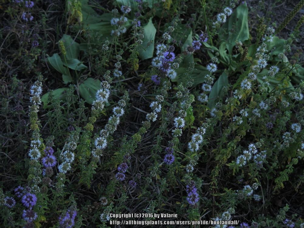 Photo of Pennyroyal (Mentha pulegium) uploaded by bootandall