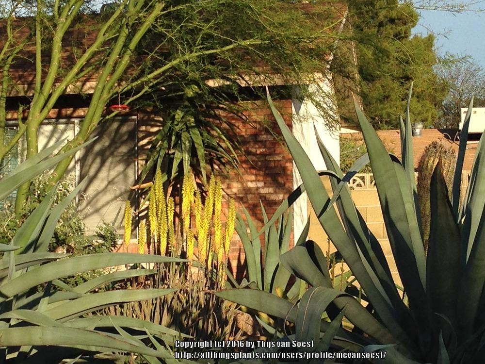 Photo of Aloe Vera (Aloe vera) uploaded by mcvansoest