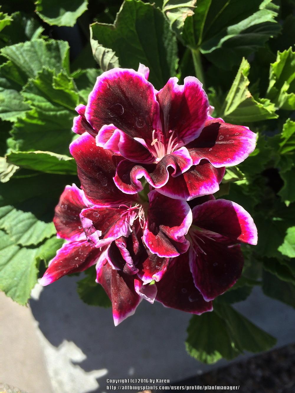 Photo of Storksbill (Pelargonium x domesticum Elegance™ Imperial) uploaded by plantmanager