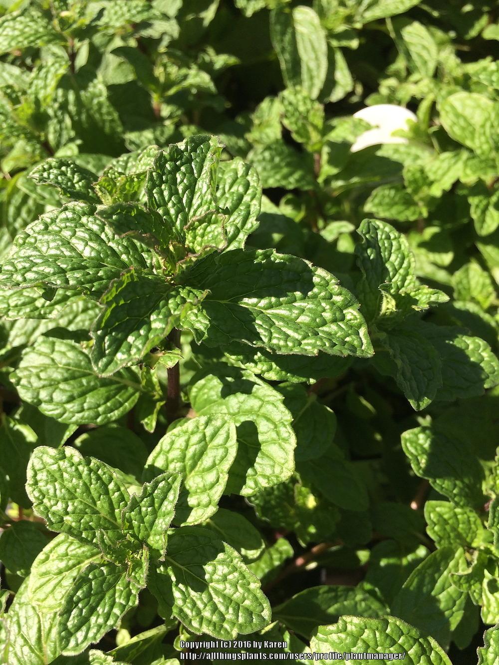 Photo of Spearmint (Mentha spicata 'Kentucky Colonel') uploaded by plantmanager