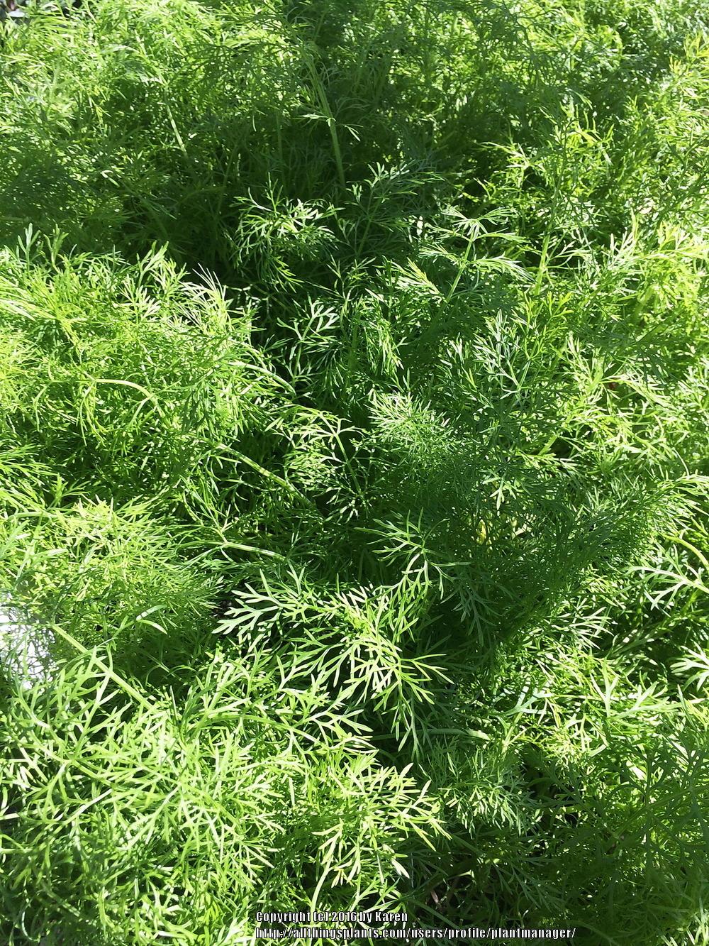 Photo of Fennel (Foeniculum vulgare) uploaded by plantmanager