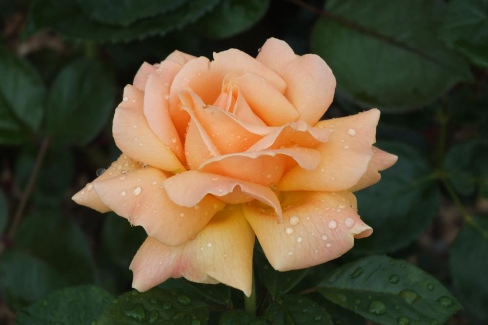Photo of Rose (Rosa 'Indian Summer') uploaded by sunnyvalley