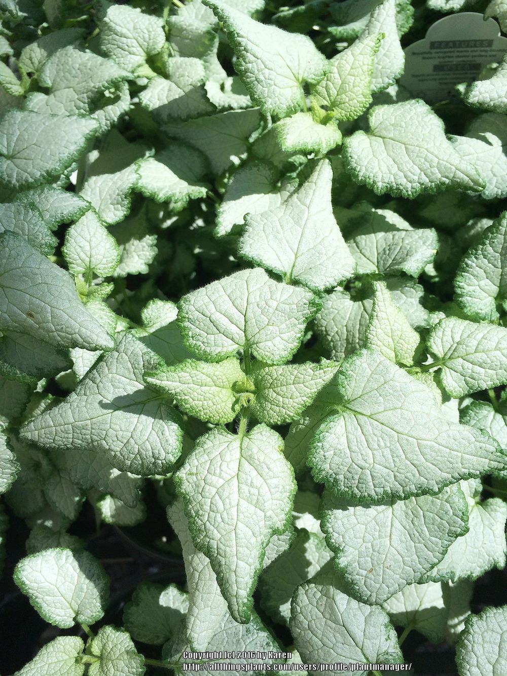 Photo of Spotted Dead Nettle (Lamium maculatum 'Beacon Silver') uploaded by plantmanager