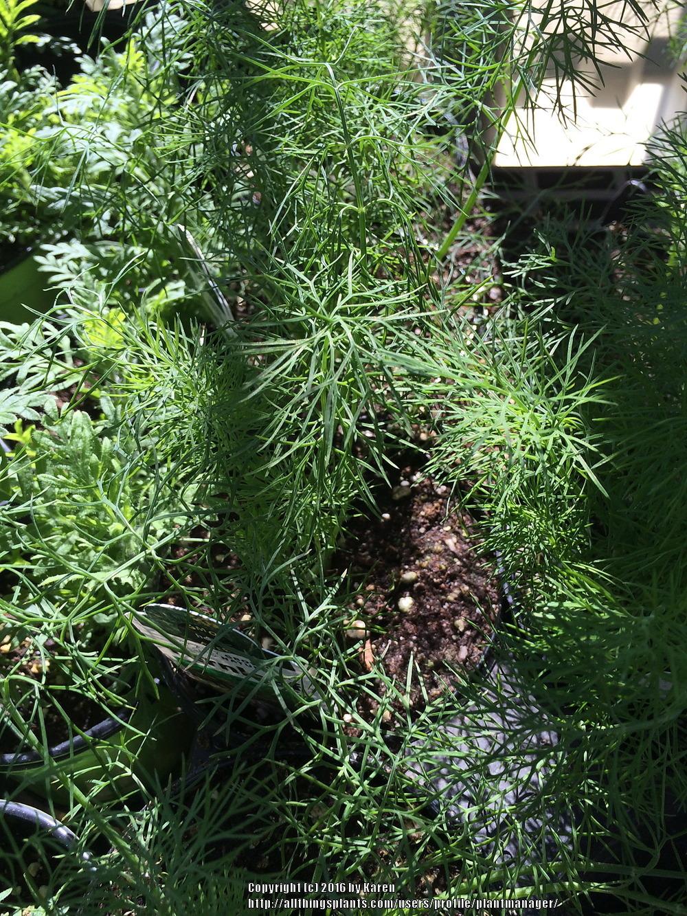 Photo of Dill (Anethum graveolens 'Fernleaf') uploaded by plantmanager