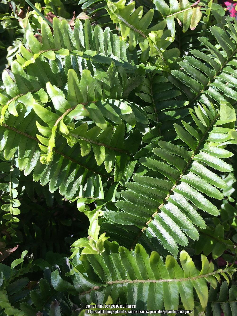 Photo of Boston Fern (Nephrolepis obliterata Jester's Crown®) uploaded by plantmanager