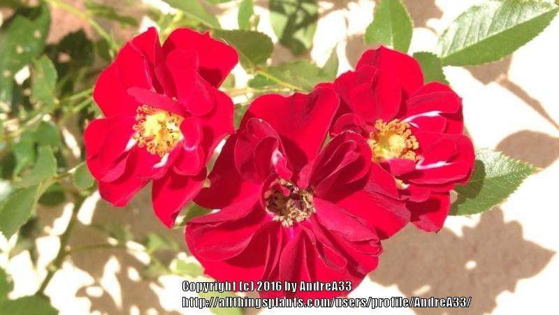 Photo of Groundcover Rose (Rosa 'Velvet Flower Carpet') uploaded by AndreA33