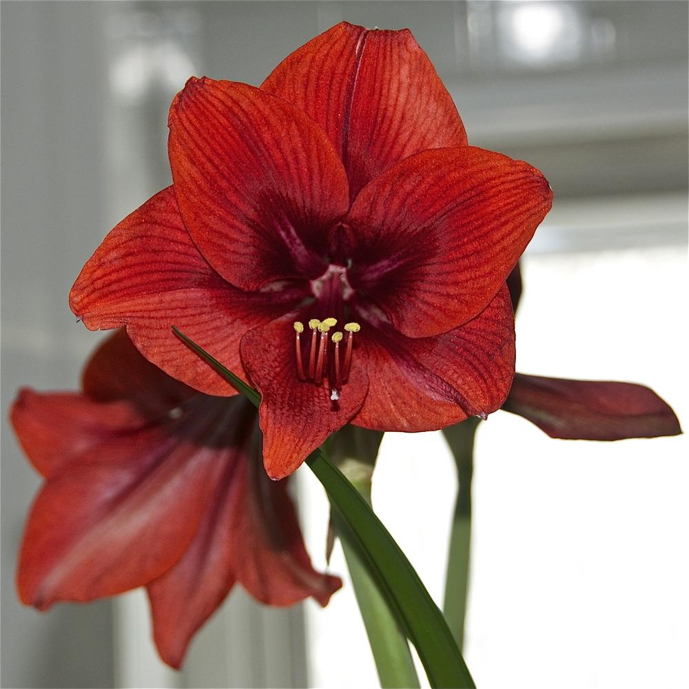 Photo of Amaryllis (Hippeastrum 'Red Lion') uploaded by Fleur569