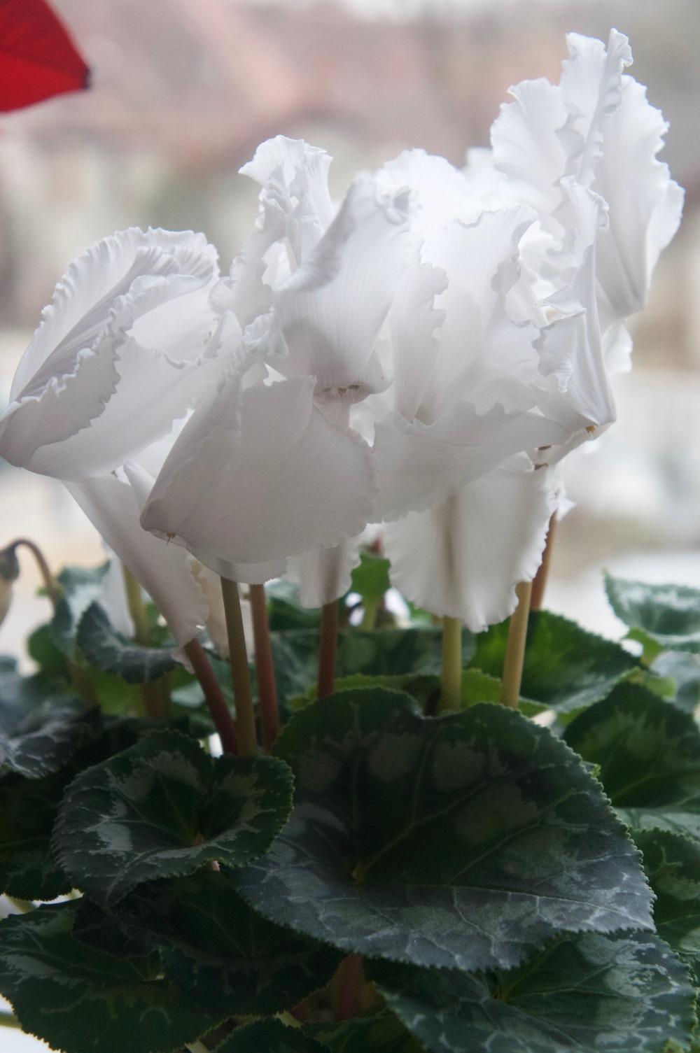 Photo of Cyclamen (Cyclamen persicum 'Ruffled White') uploaded by Insagi