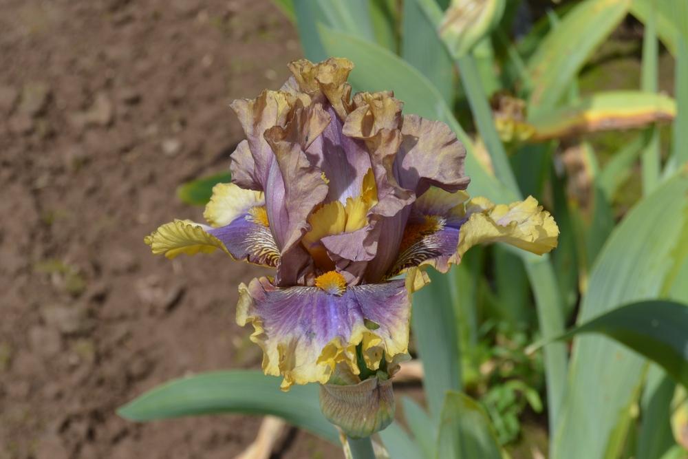 Photo of Tall Bearded Iris (Iris 'Big Band') uploaded by KentPfeiffer