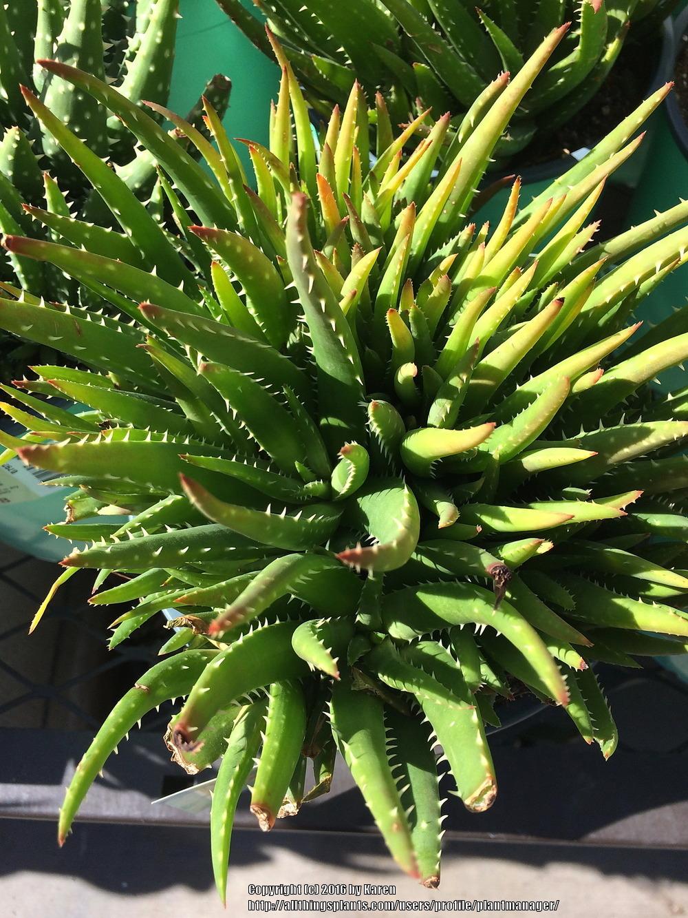 Photo of Aloe 'Crosby's Prolific' uploaded by plantmanager
